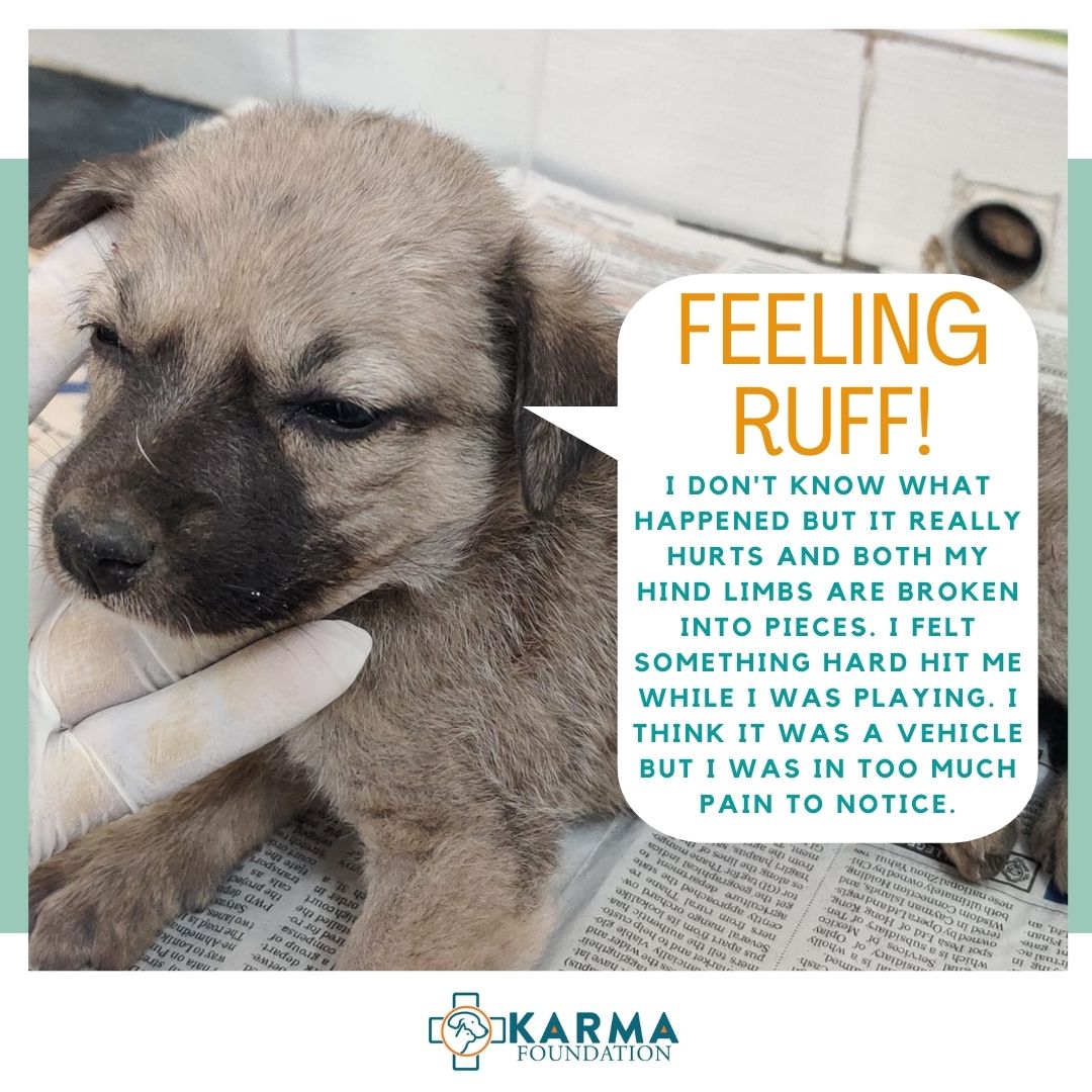 Welcome To Karma Animal Welfare Society Welcome To Karma Animal Welfare Society