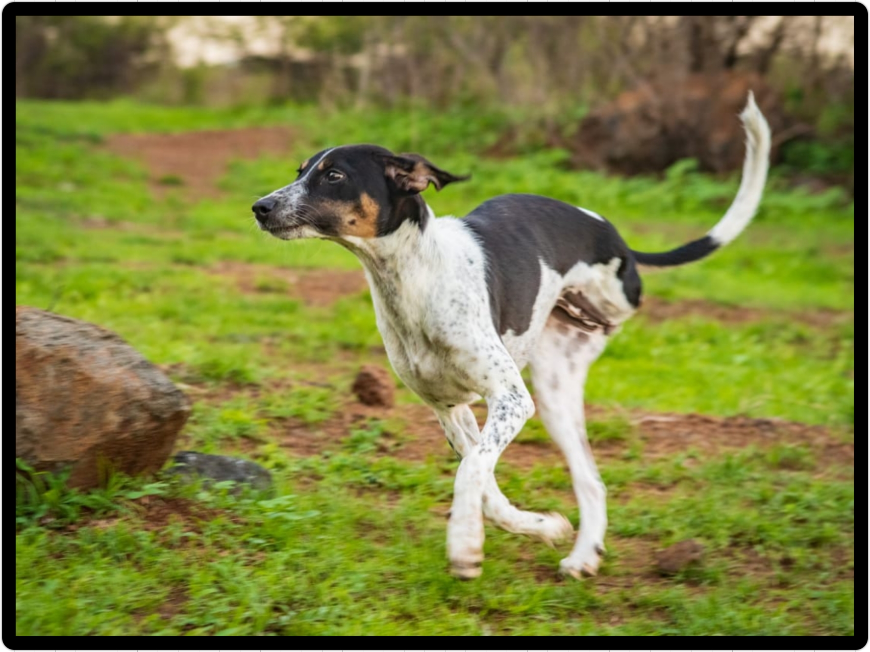 Welcome To Karma Animal Welfare Society Welcome To Karma Animal Welfare Society