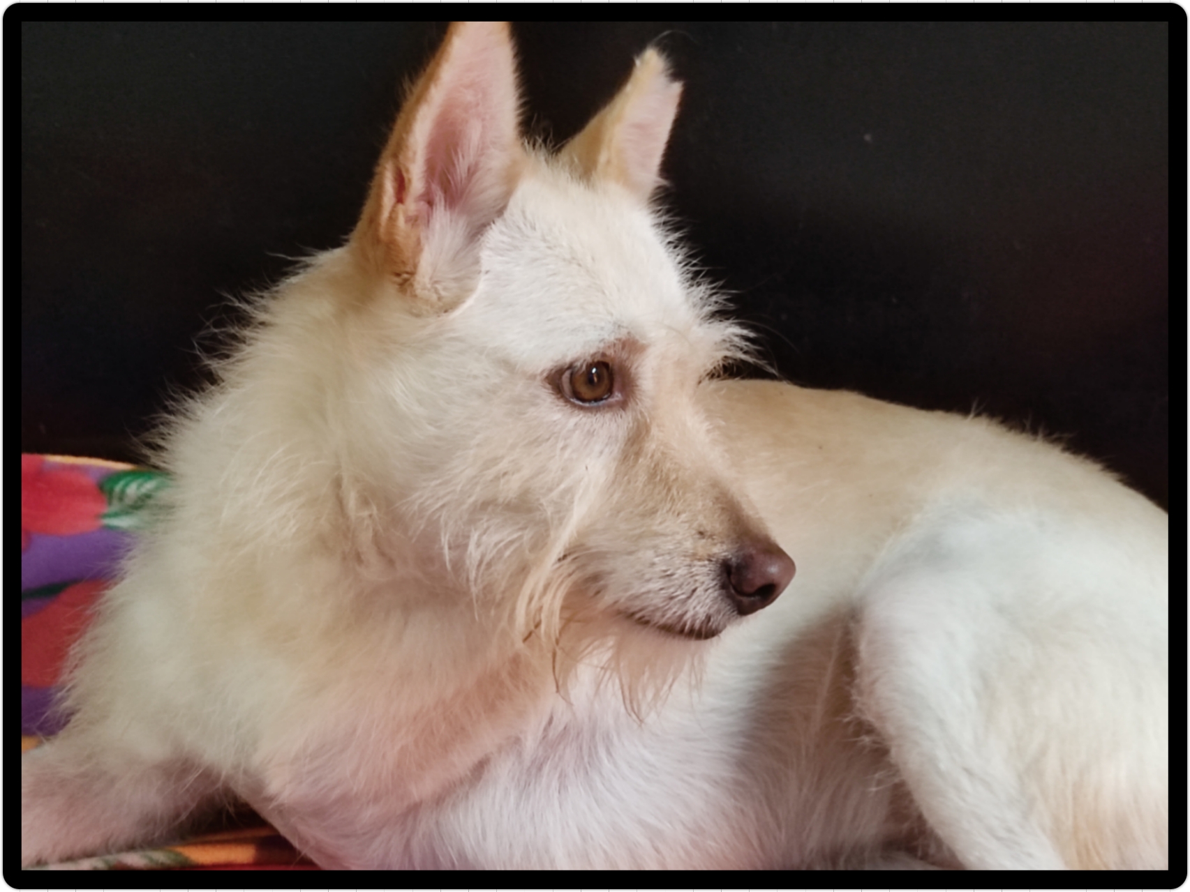 Welcome To Karma Animal Welfare Society Welcome To Karma Animal Welfare Society