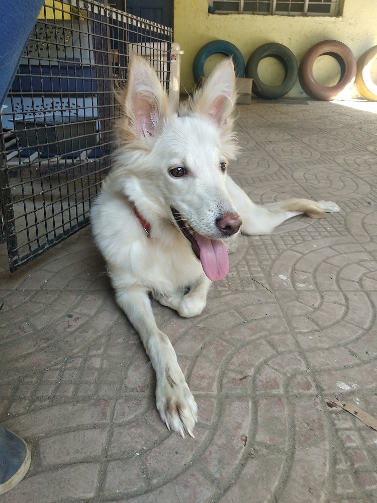 Welcome To Karma Animal Welfare Society Welcome To Karma Animal Welfare Society